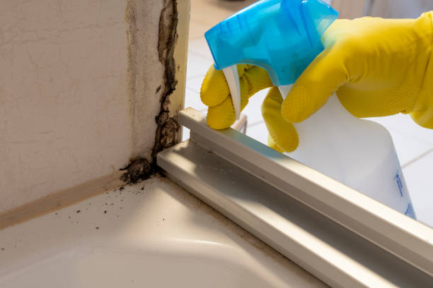 Best Health and Safety Mold Remediation in Hillandale, MD