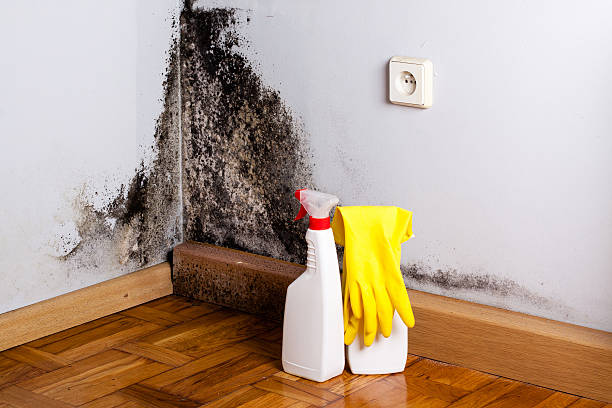 Trusted Hillandale, MD Mold Remediation Experts