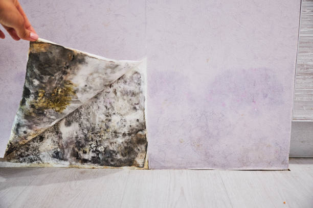 Best Basement Mold Remediation in Hillandale, MD